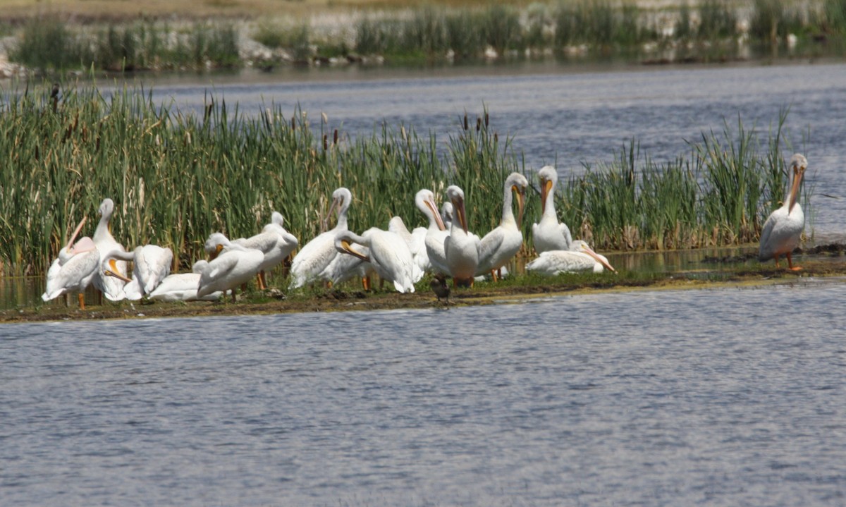 American White Pelican - ML252682491