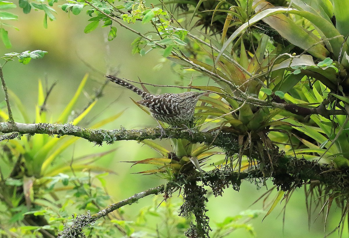 Fasciated Wren - ML25268461