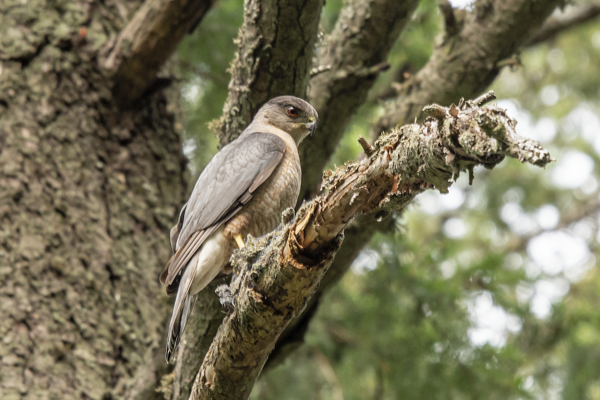Cooper's Hawk - ML252684631
