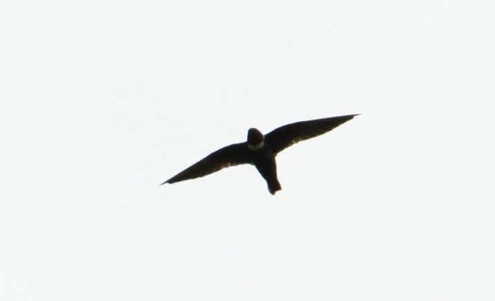 White-collared Swift - João Gava Just