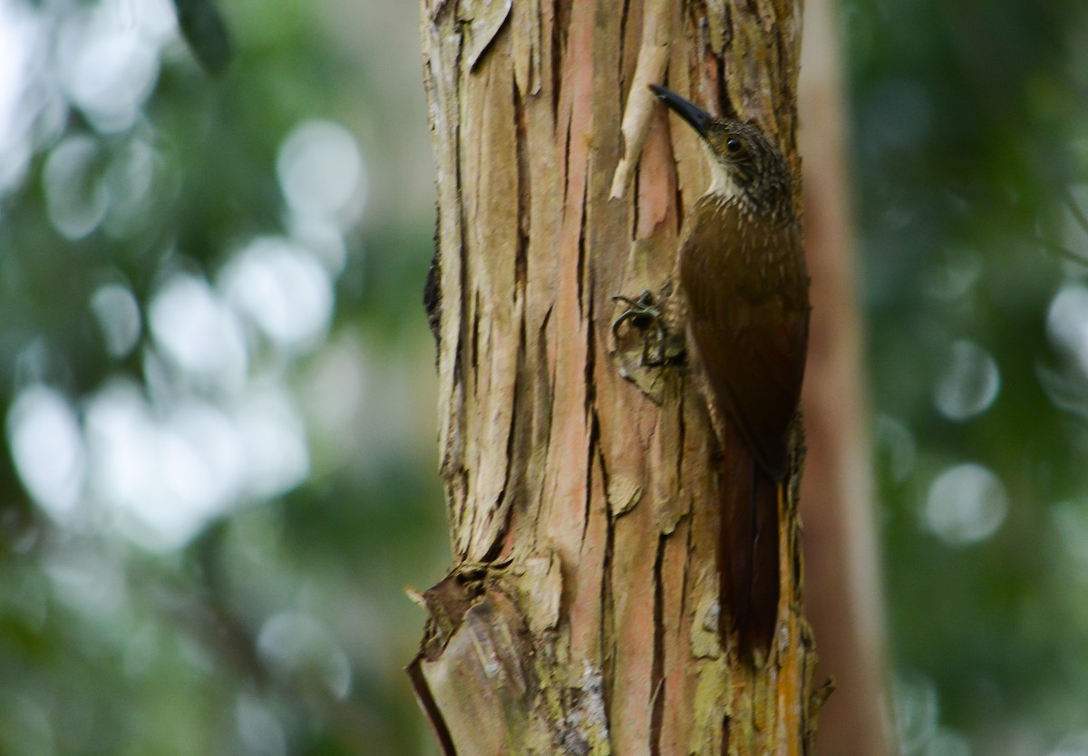 Planalto Woodcreeper - João Gava Just