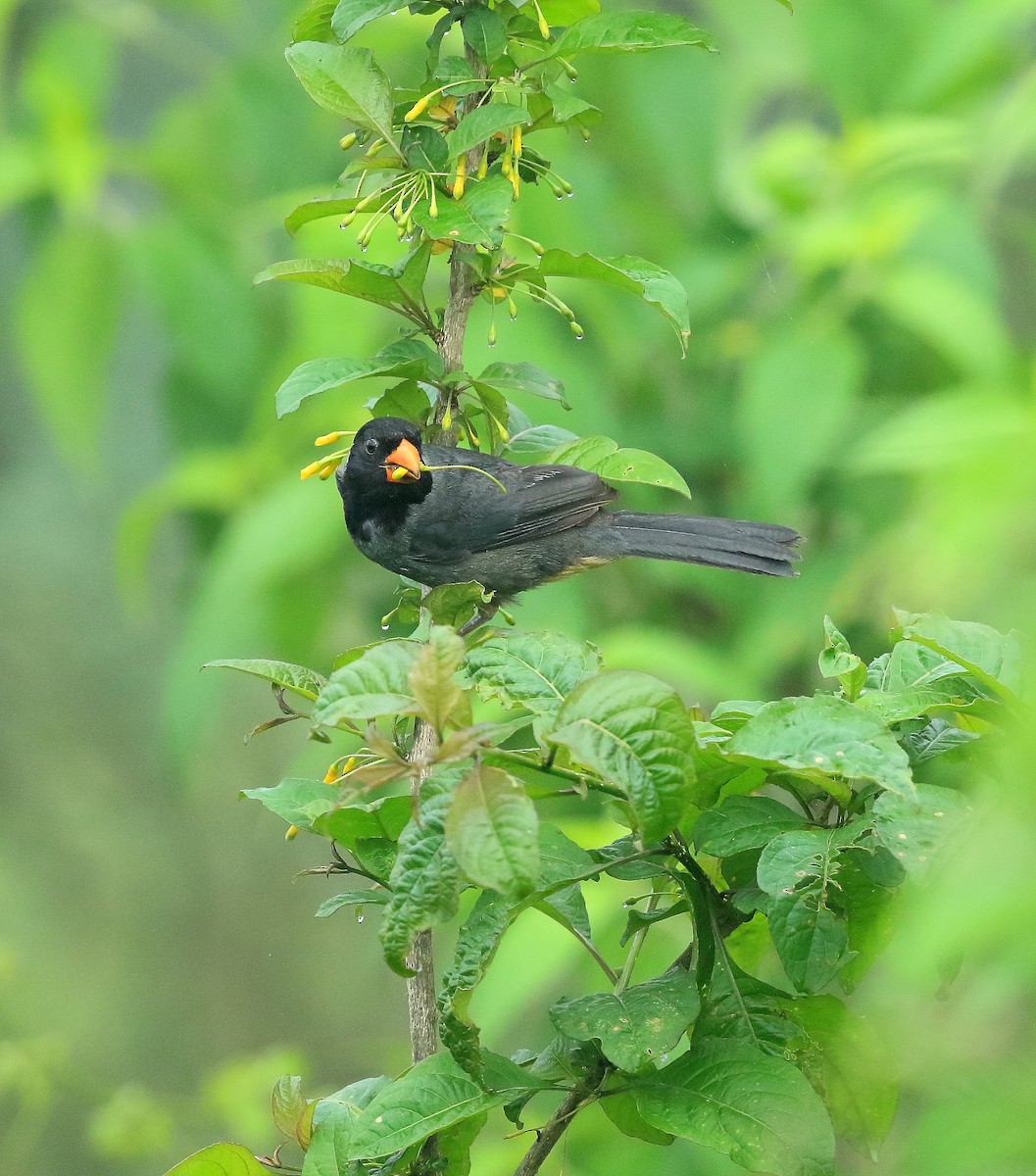 Black-cowled Saltator - ML25268701