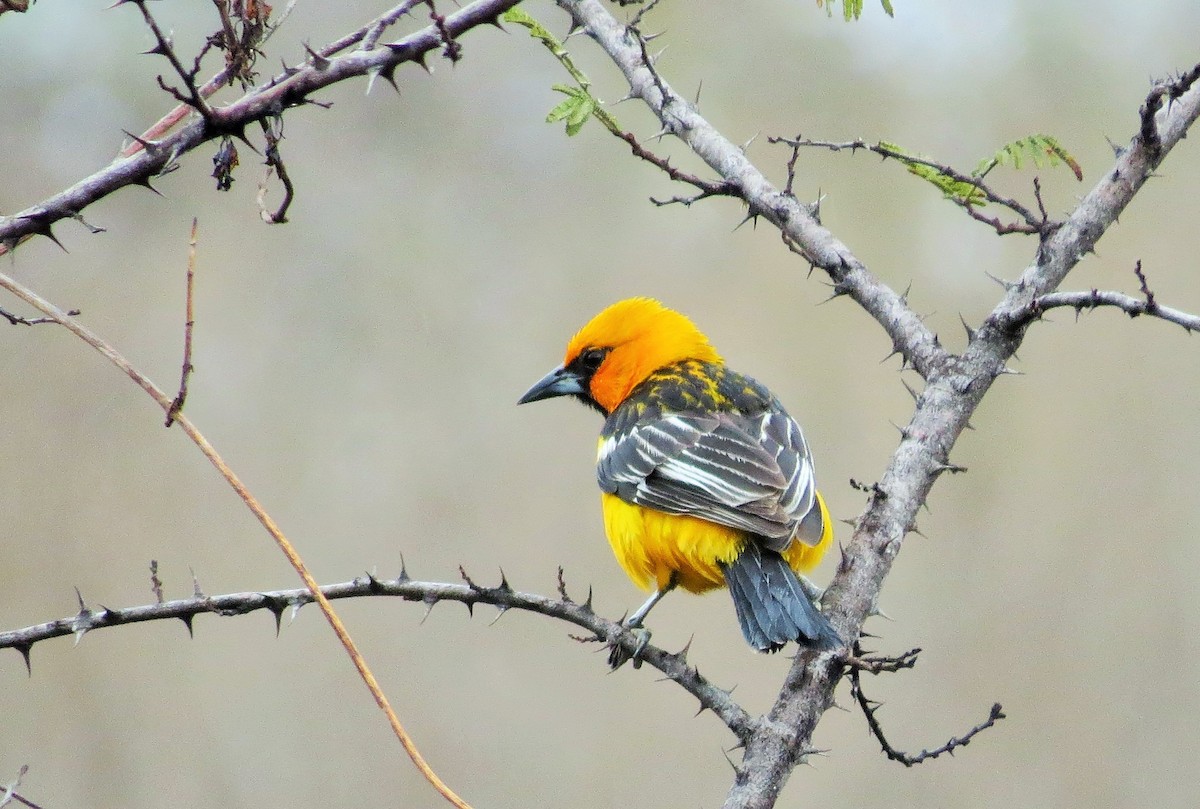 Streak-backed Oriole - Oliver  Komar