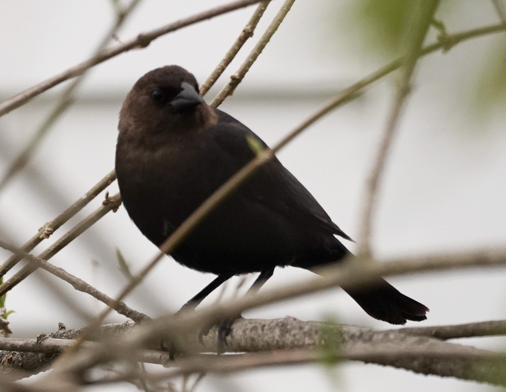 Brown-headed Cowbird - Amy Swarr