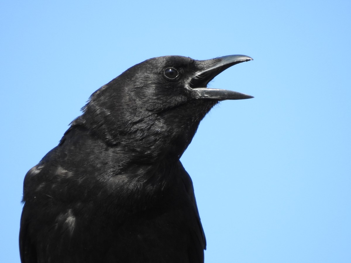 American Crow - ML252690271