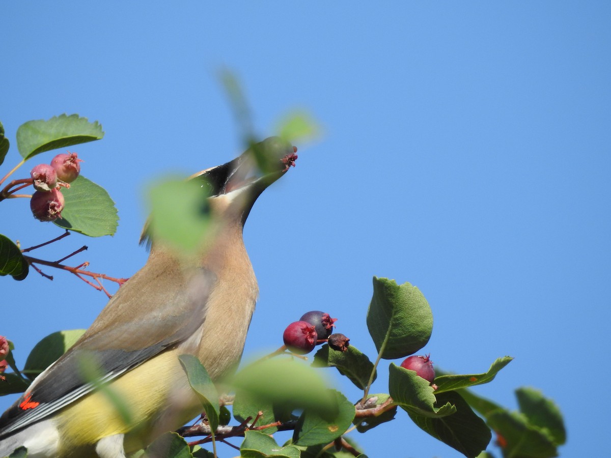 Cedar Waxwing - ML252691211