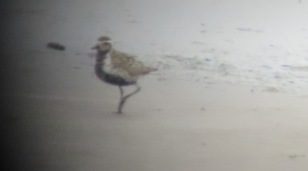 Pacific Golden-Plover - ML252692161