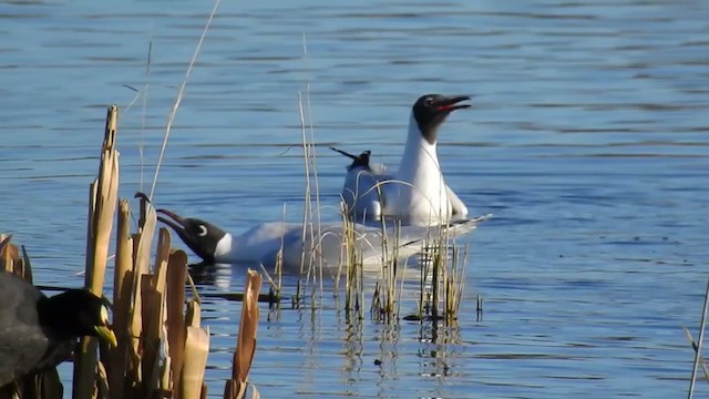 Brown-hooded Gull - ML252692311