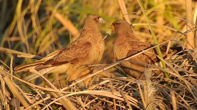 Chimango Caracara - ML252696131