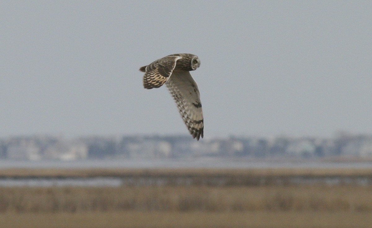Short-eared Owl - Brian Sullivan