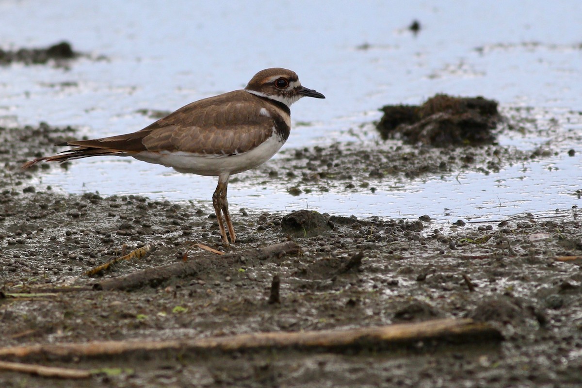 Killdeer - ML252697451