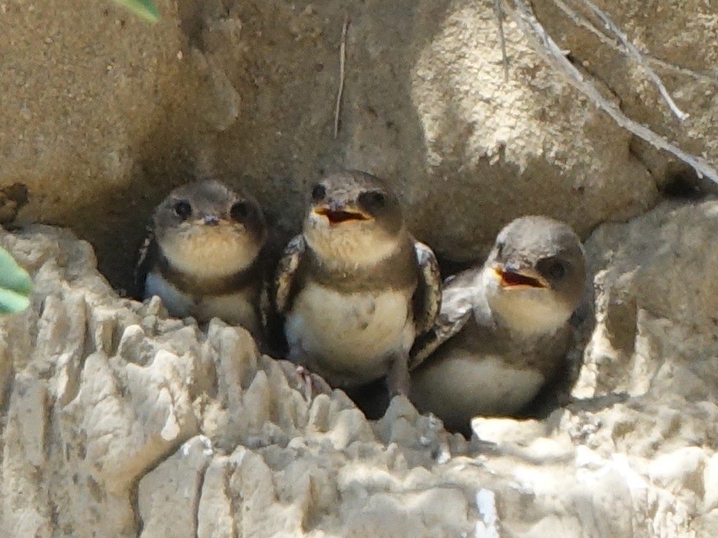 Bank Swallow - Lisa Hug