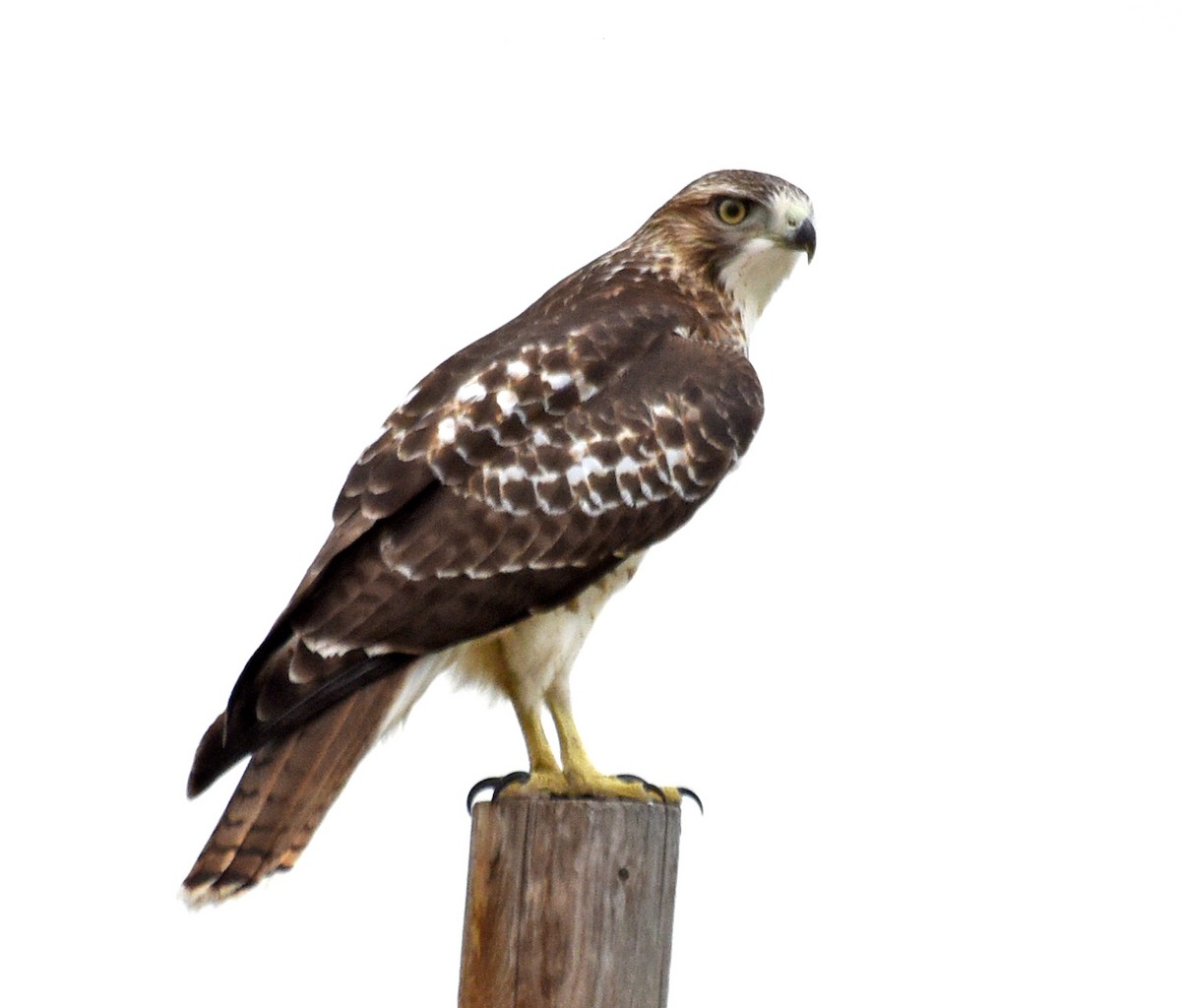 Red-tailed Hawk - ML252703121