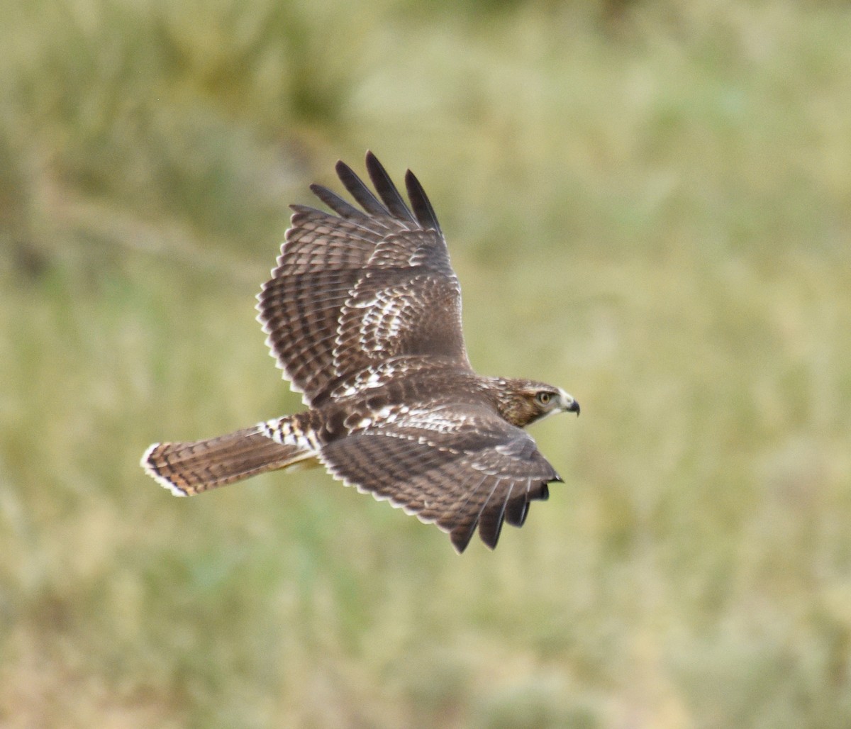 Red-tailed Hawk - ML252703141