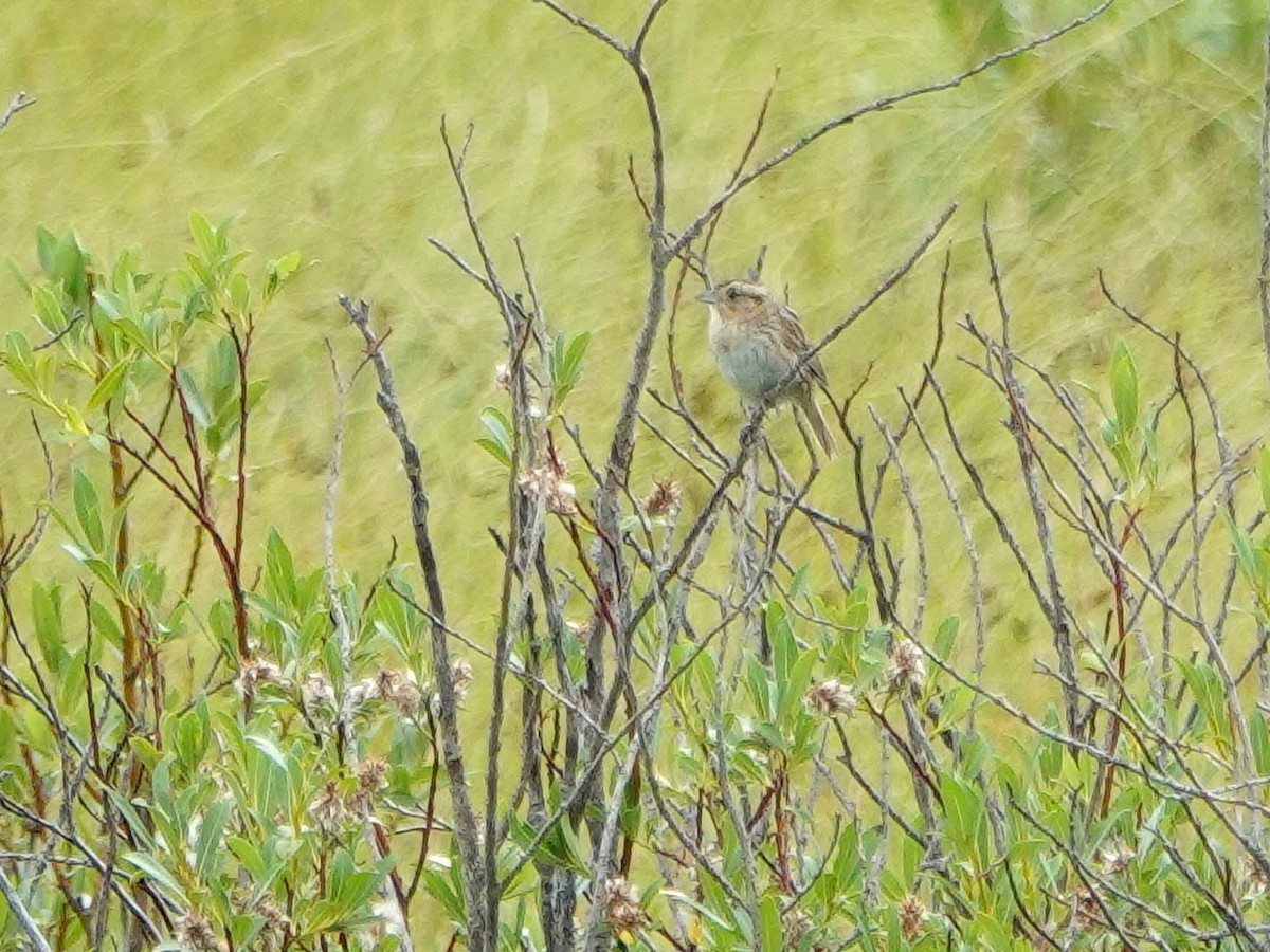 Nelson's Sparrow - ML252703151