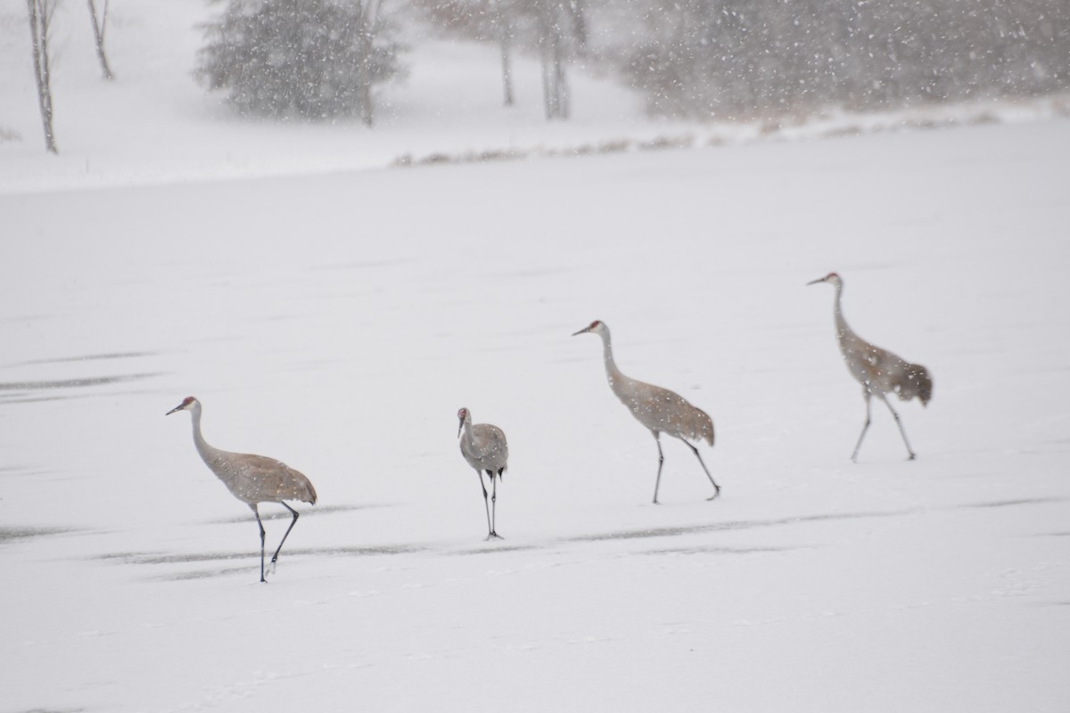 Sandhill Crane - ML25270421