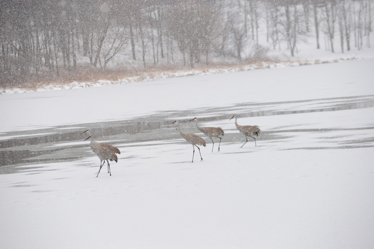 Sandhill Crane - ML25270441