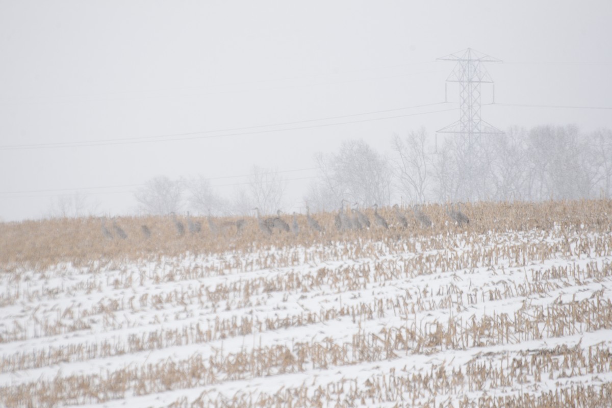 Sandhill Crane - ML25270461