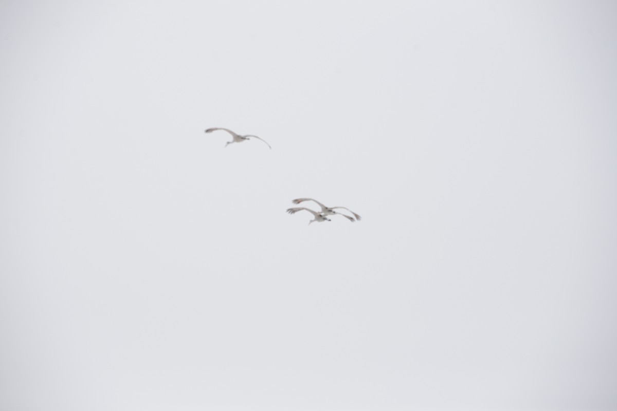 Sandhill Crane - ML25270471