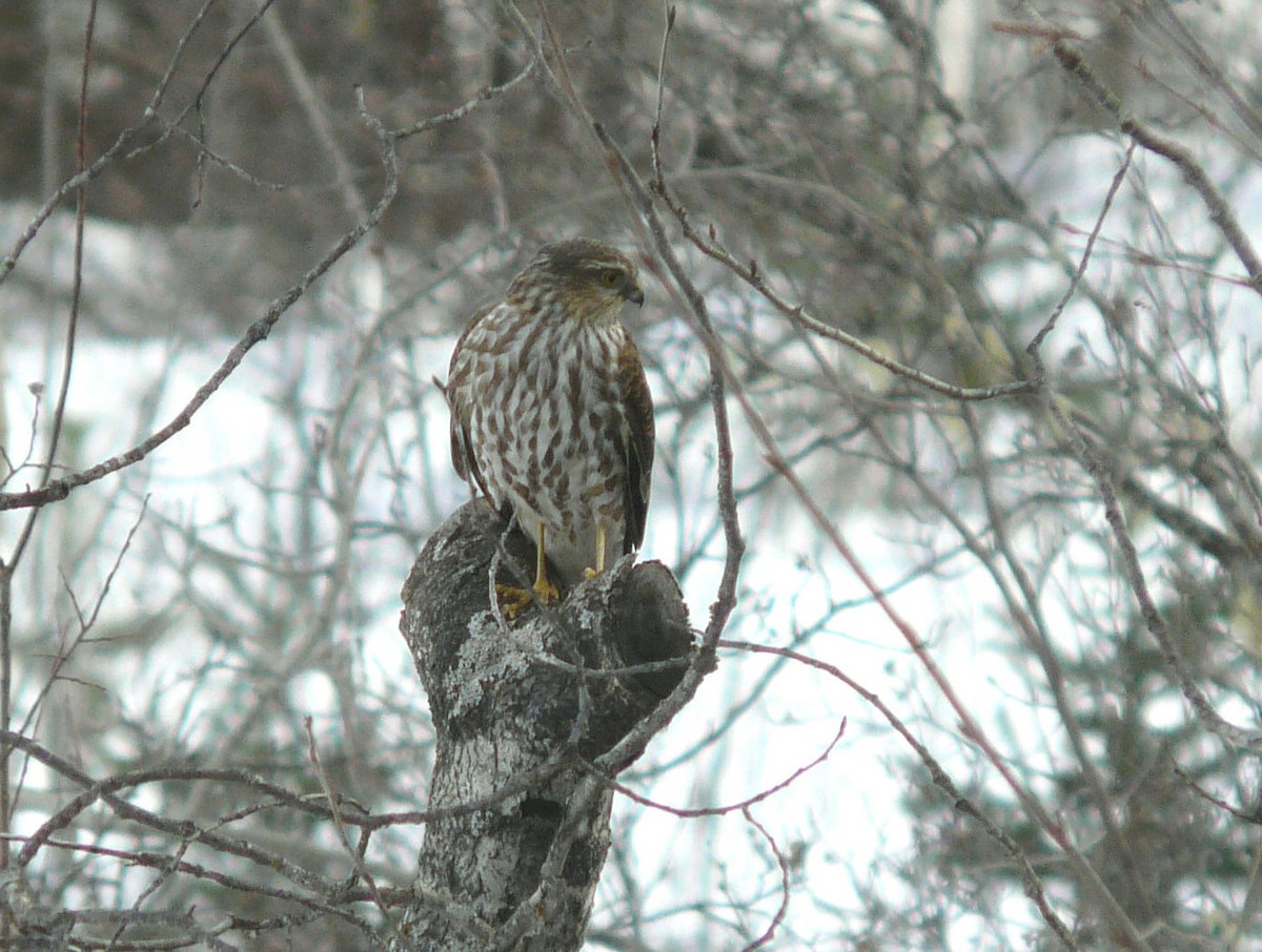 Sharp-shinned Hawk - Douglas Leighton