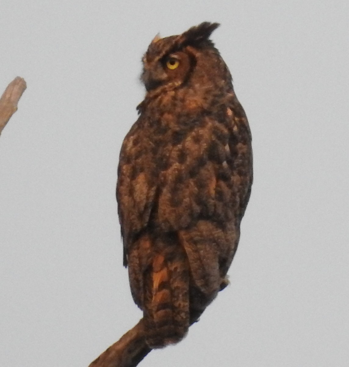 Great Horned Owl - ML252705151
