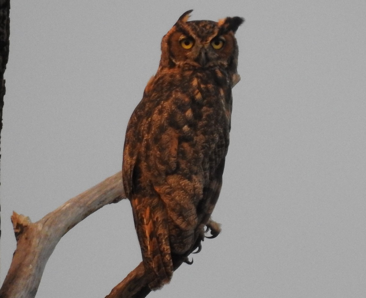 Great Horned Owl - ML252705171