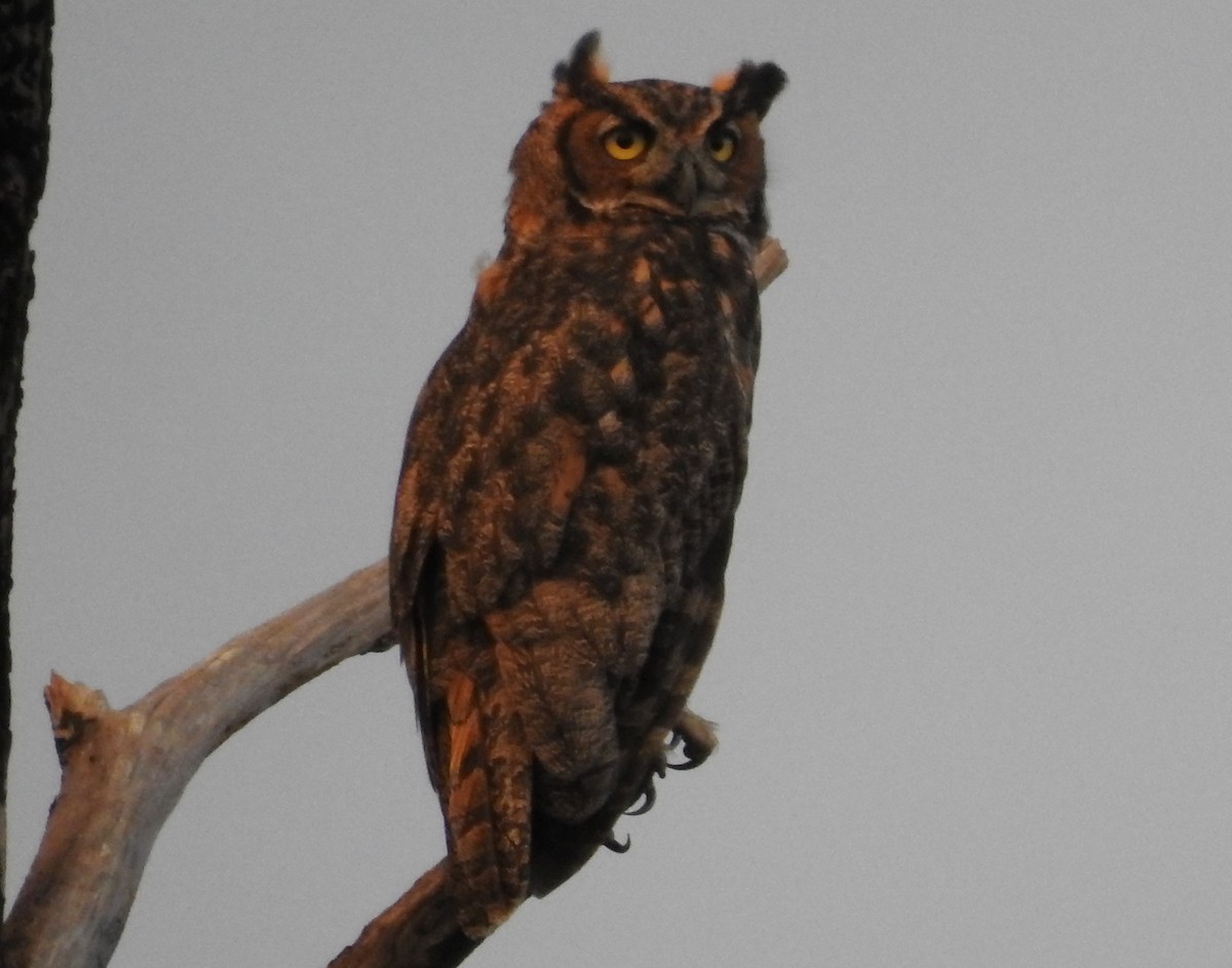 Great Horned Owl - ML252705221