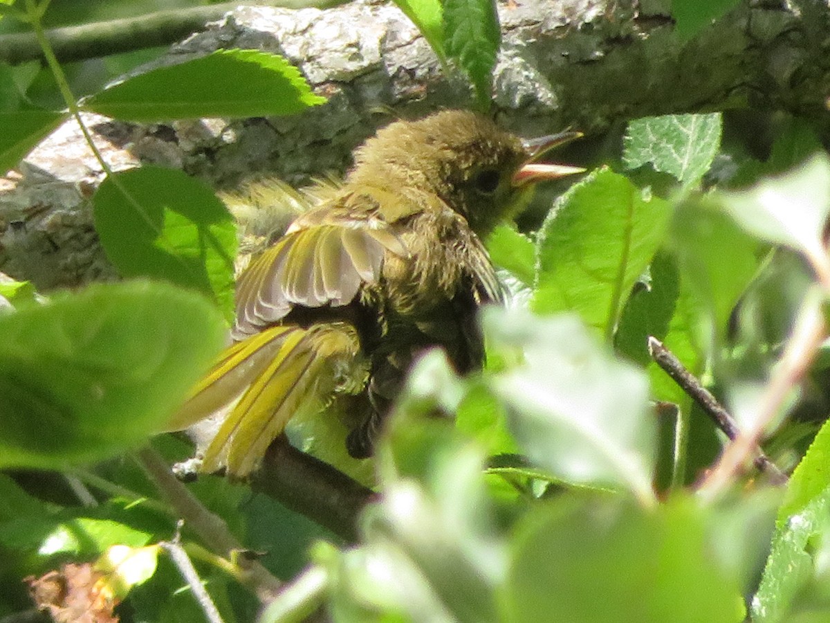 Common Yellowthroat - ML252706581