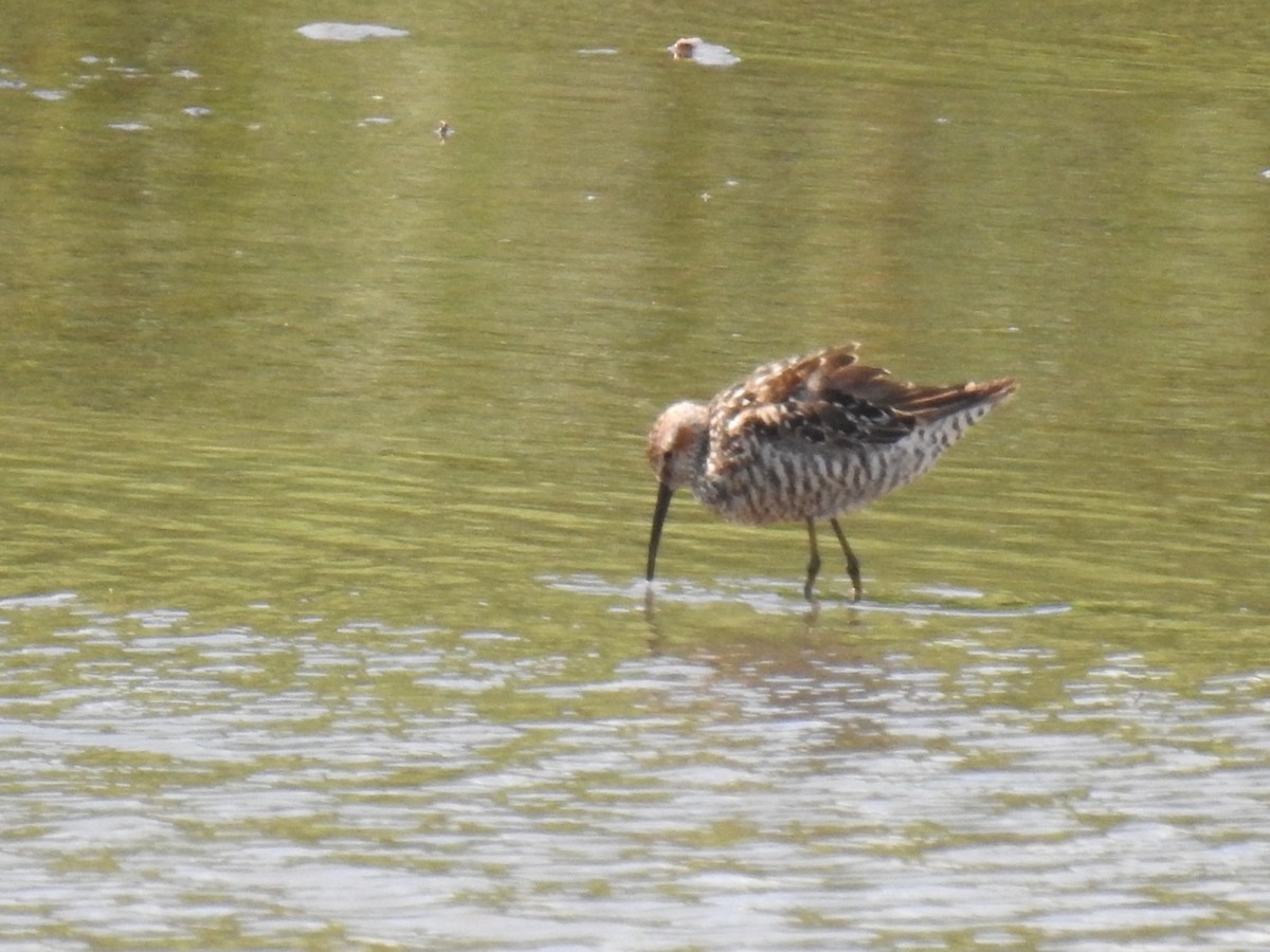 Stilt Sandpiper - ML252706881