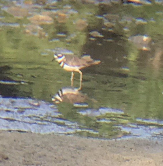 Killdeer - ML252708141