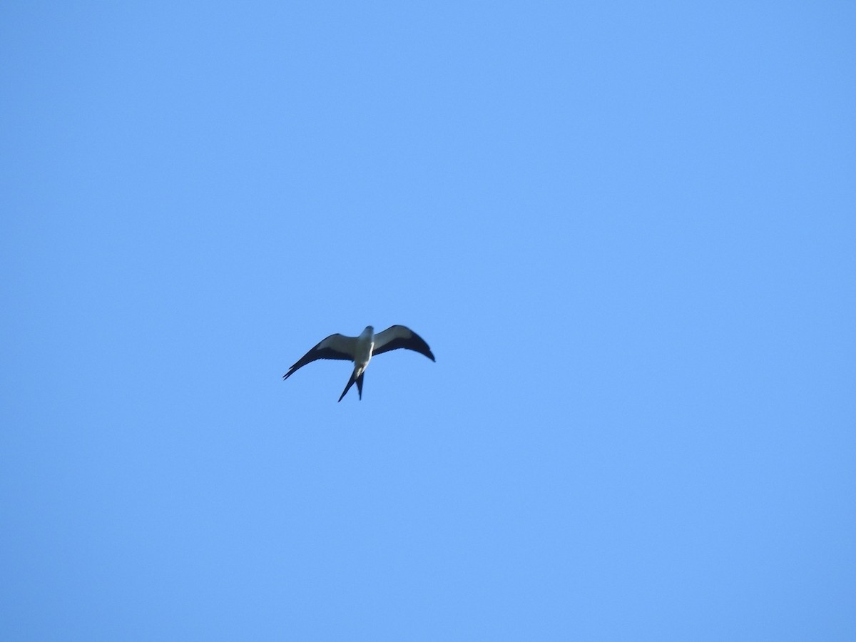 Swallow-tailed Kite - Victoria  Sindlinger