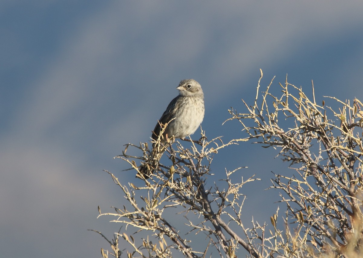 Sagebrush Sparrow - ML252708381