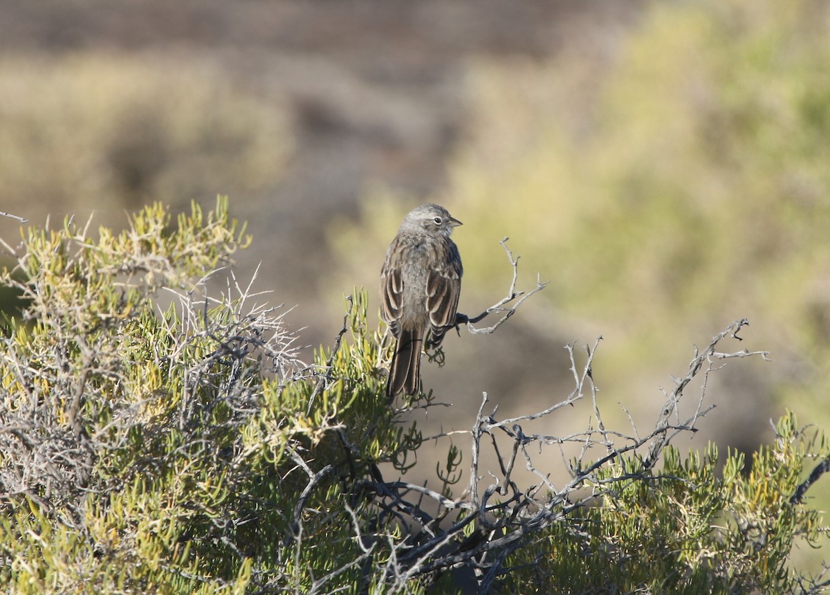 Sagebrush Sparrow - ML252708531