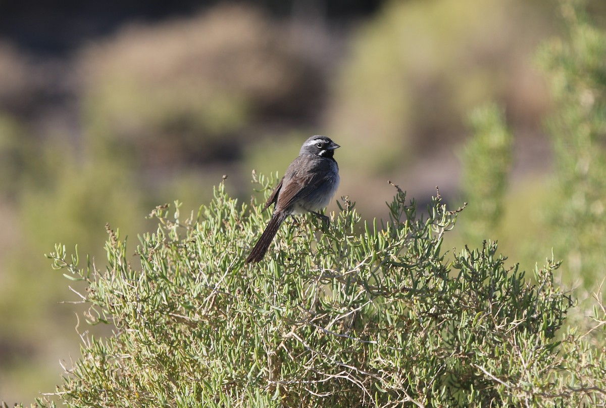 Black-throated Sparrow - ML252708591