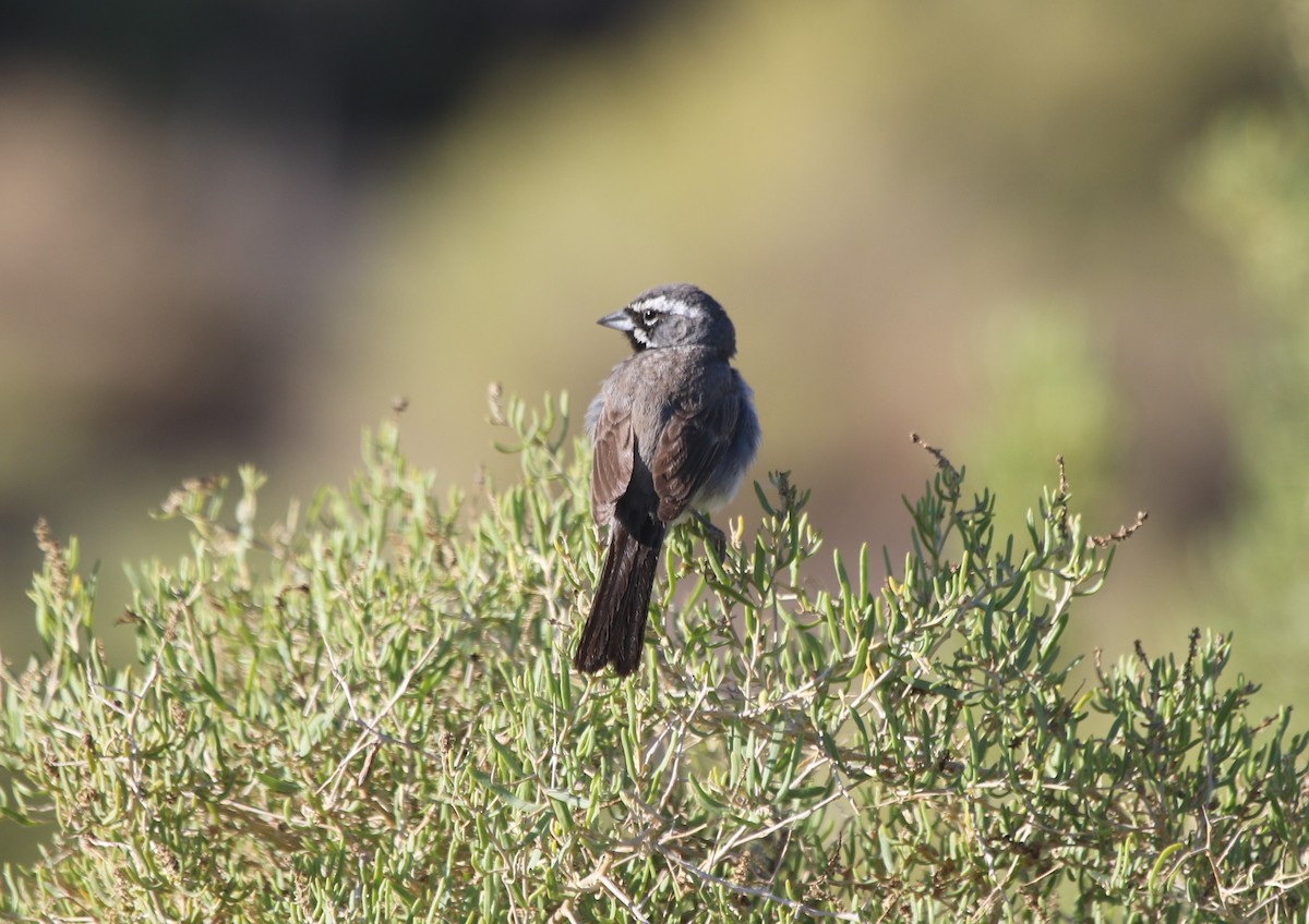 Black-throated Sparrow - ML252708651
