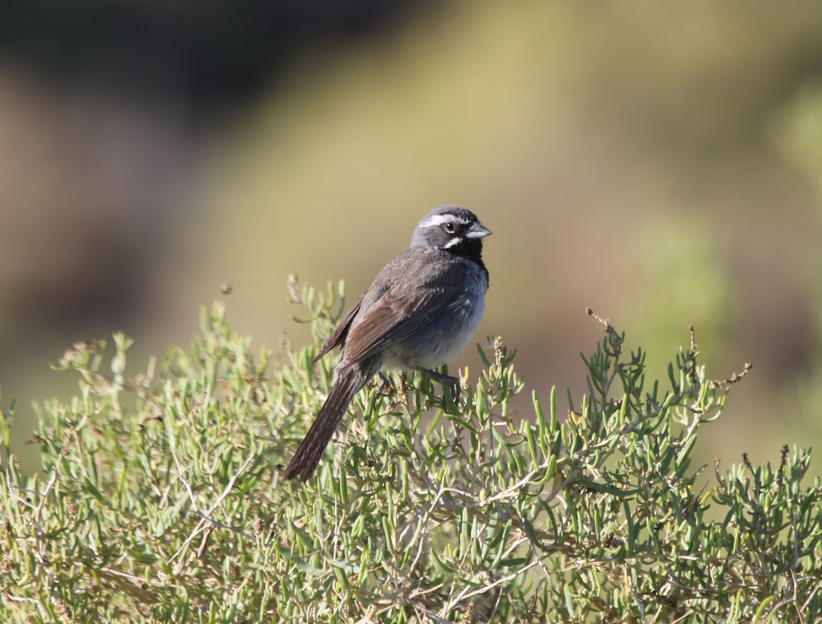 Black-throated Sparrow - ML252708681