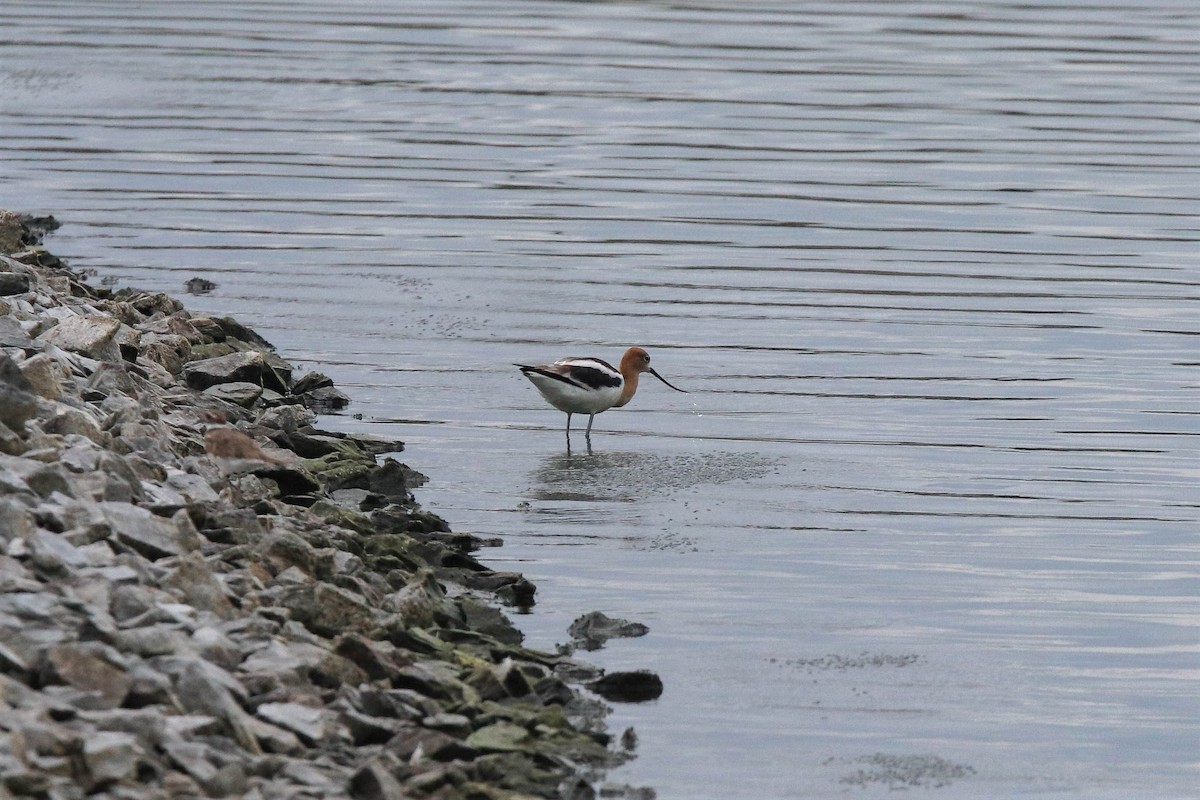 Avocette d'Amérique - ML252709951