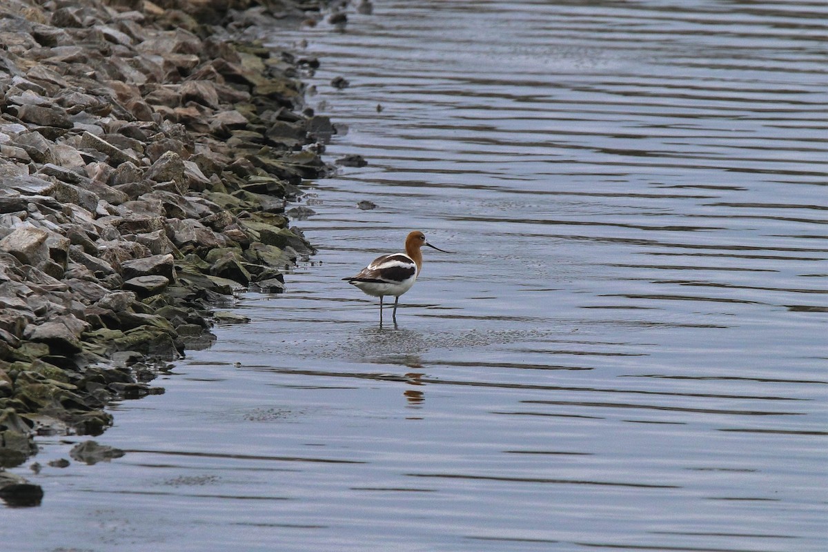 Avocette d'Amérique - ML252709961