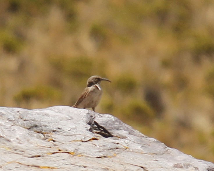 Buff-breasted Earthcreeper - ML252710711