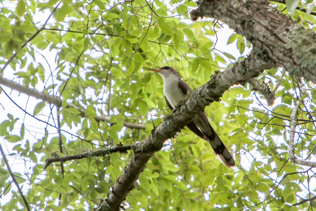 Yellow-billed Cuckoo - ML252710961
