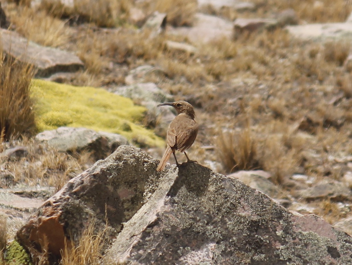 Buff-breasted Earthcreeper - ML252711011