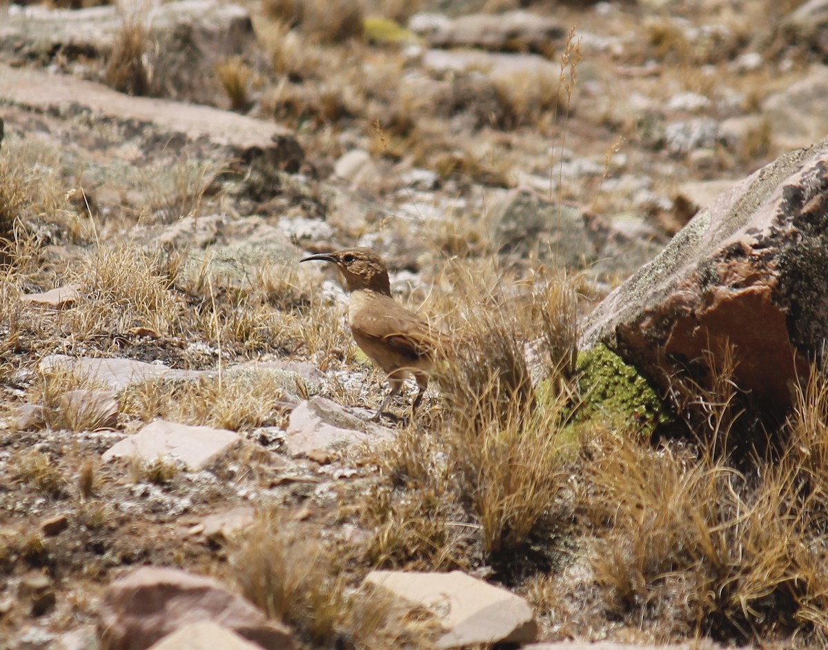 Buff-breasted Earthcreeper - ML252711061