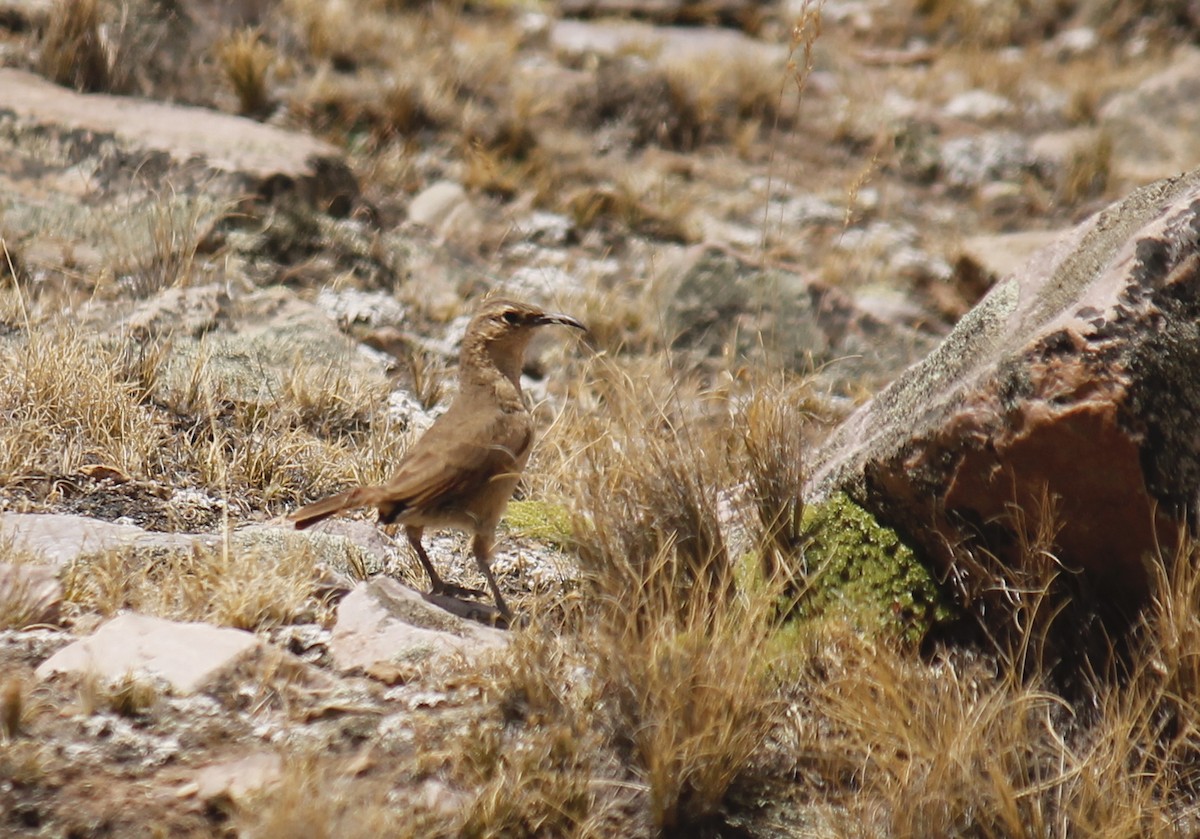 Buff-breasted Earthcreeper - ML252711131