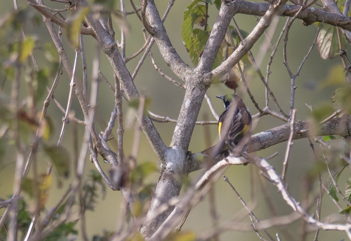 New Holland Honeyeater - ML252711941