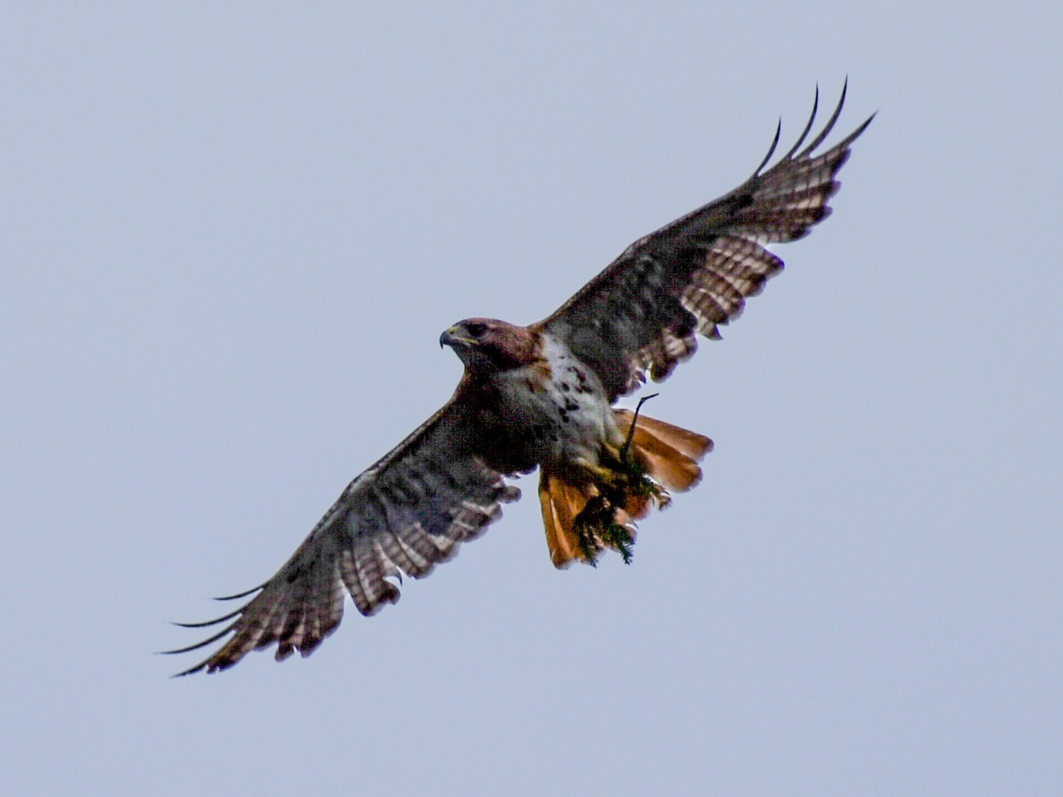 Zapelatz buztangorria - ML252717691