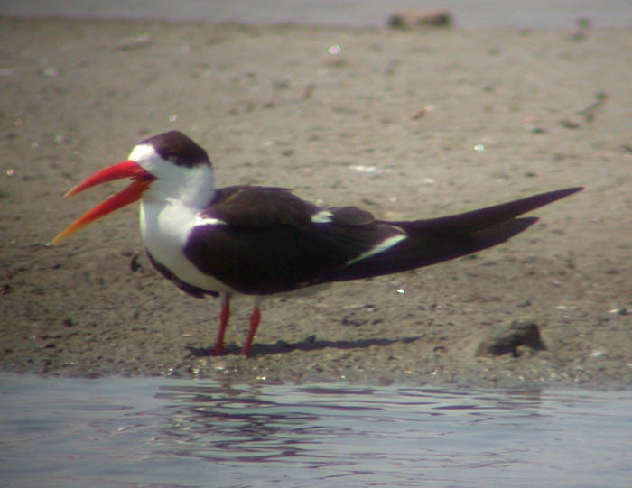 Водоріз індійський - ML252717711