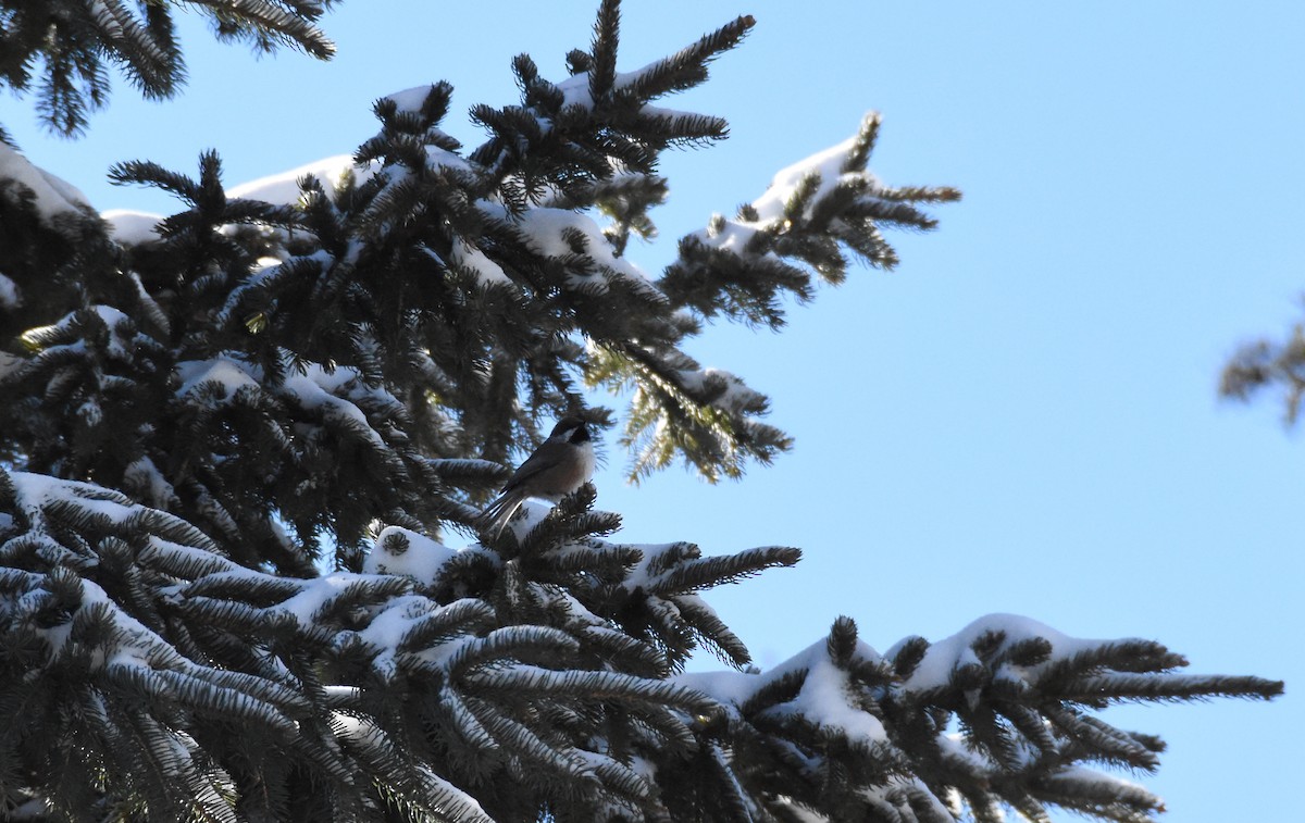 Boreal Chickadee - ML25271841