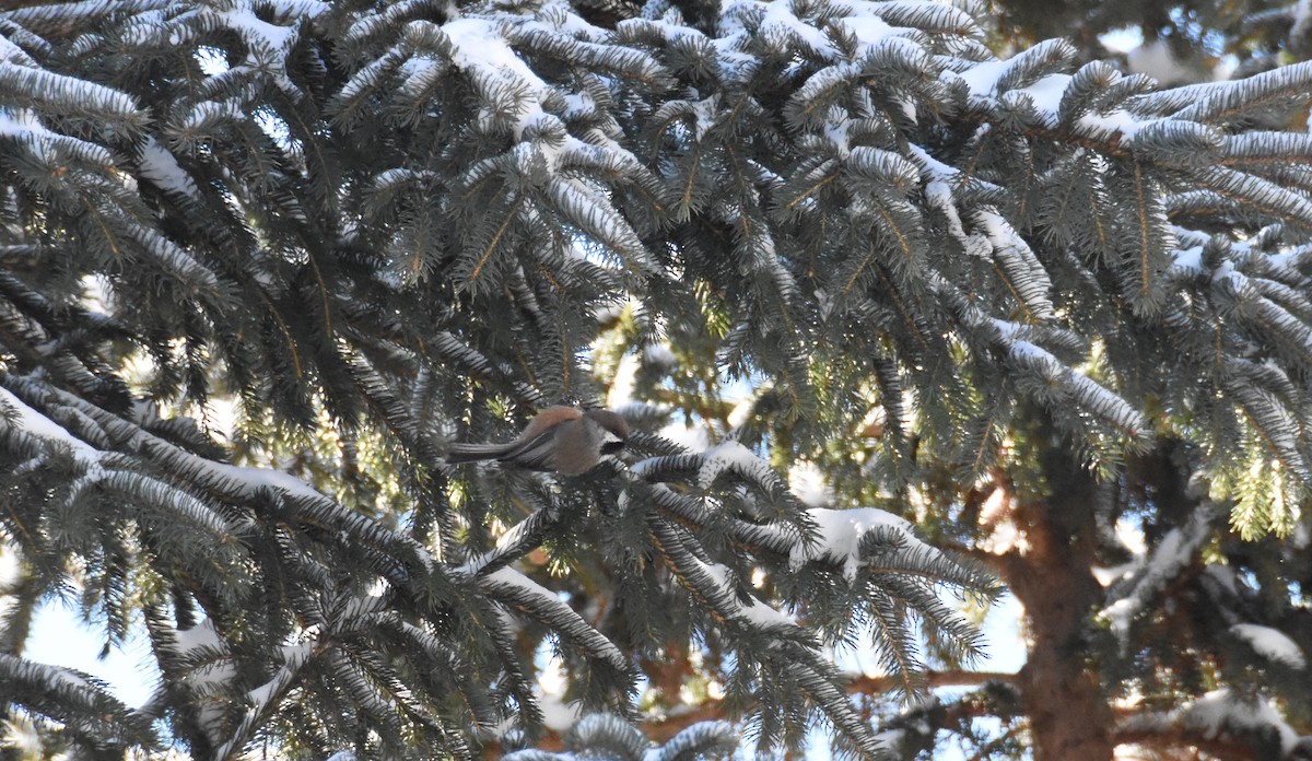 Boreal Chickadee - ML25271851