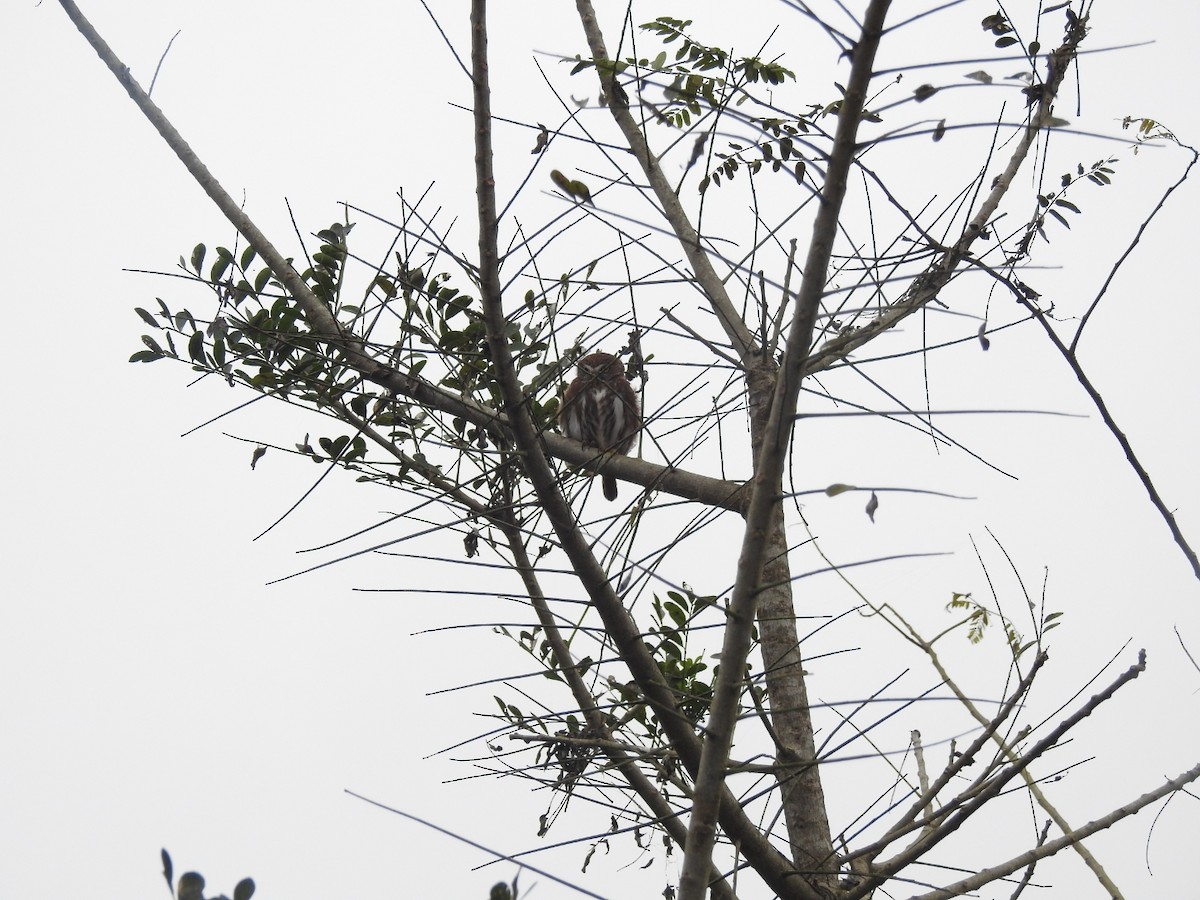 Peruvian Pygmy-Owl - ML252718641