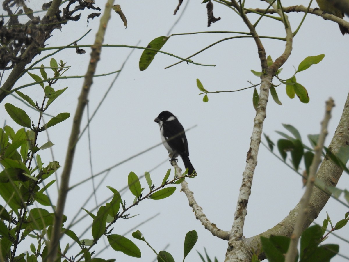 Variable Seedeater - ML252718911